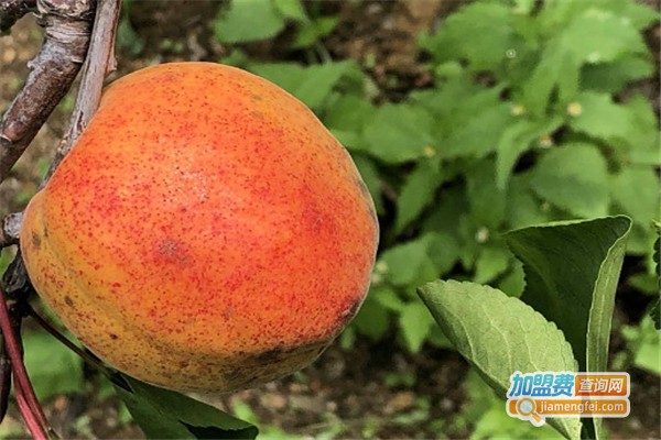 乐信家果品仓储加盟费