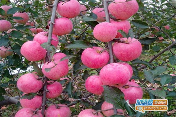 果然果园加盟费