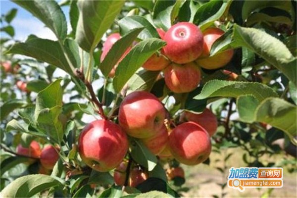 果然果园加盟费