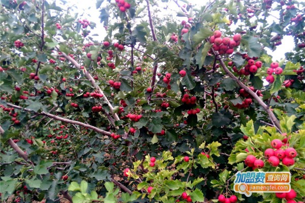 果然果园加盟费