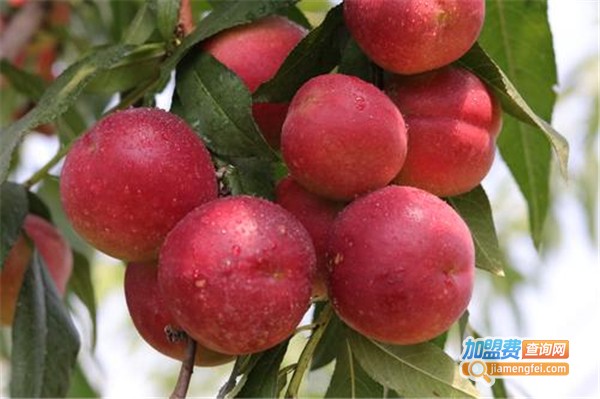 吾家果园加盟费