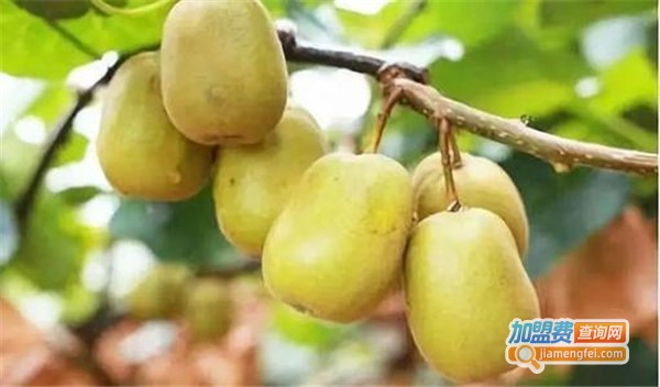 吾家果园加盟费