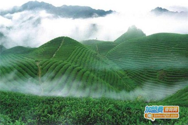 凤冈锌硒茶加盟费