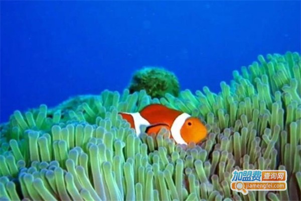 杨子水族馆加盟，开店加盟杨子水族馆，赚得多还简单！