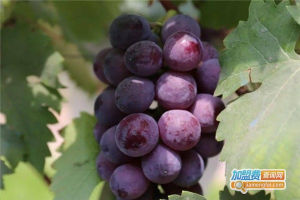 越享果园加盟费