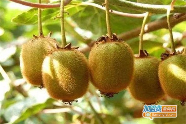 越享果园加盟费