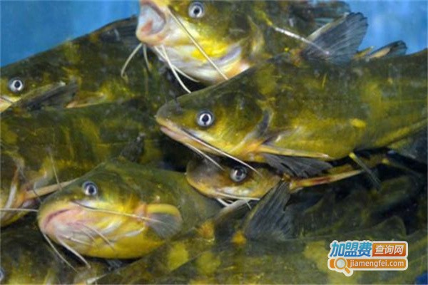 源农10号黄骨鱼养殖