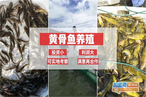源农10号黄骨鱼养殖