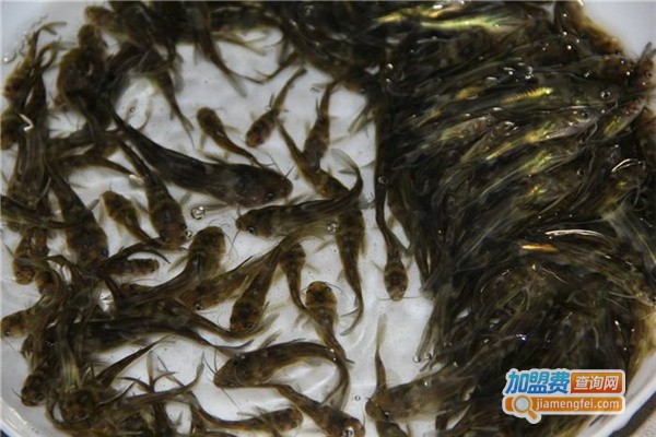 源农10号黄骨鱼养殖