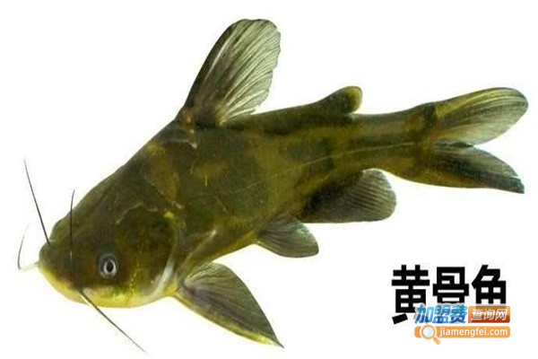 源农10号黄骨鱼养殖