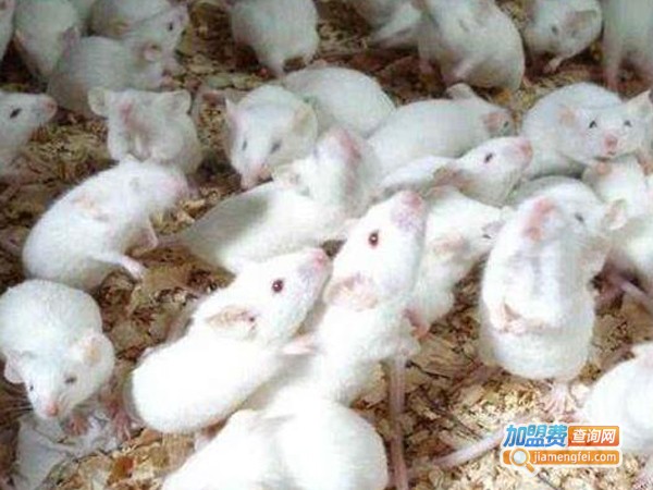 中华药鼠养殖加盟