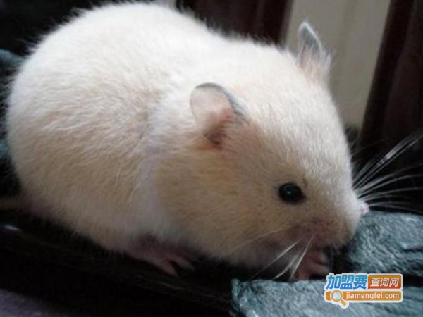 中华药鼠养殖加盟