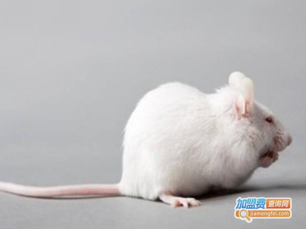 中华药鼠养殖加盟