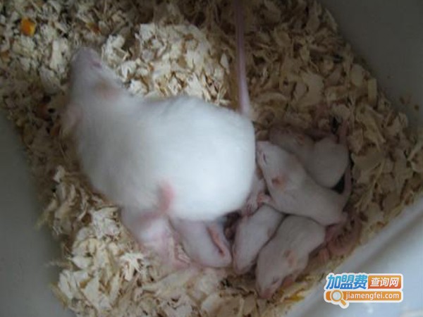 中华药鼠养殖加盟