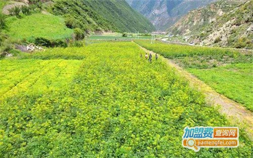 中药材种植加盟