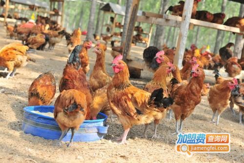 温氏养鸡加盟费