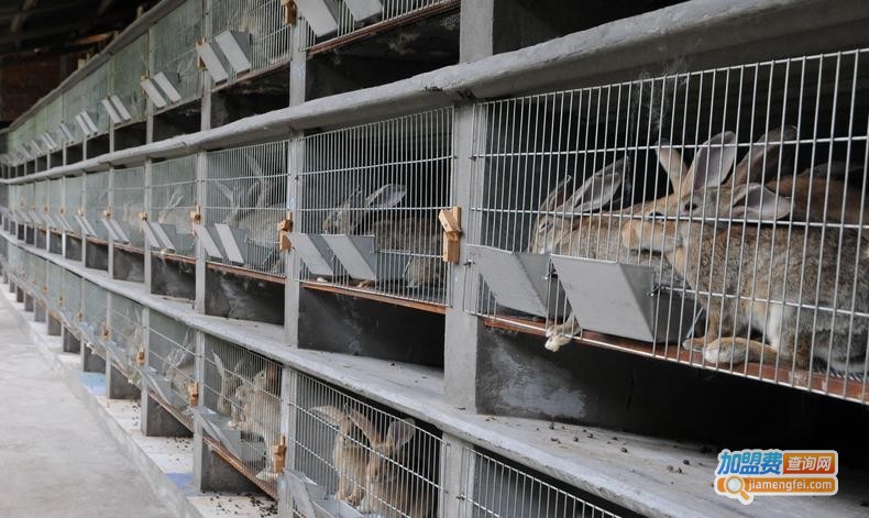 兔子养殖加盟费