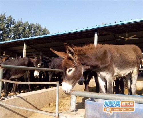 毛驴养殖加盟费