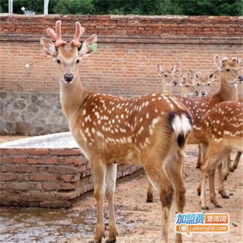 梅花鹿养殖加盟