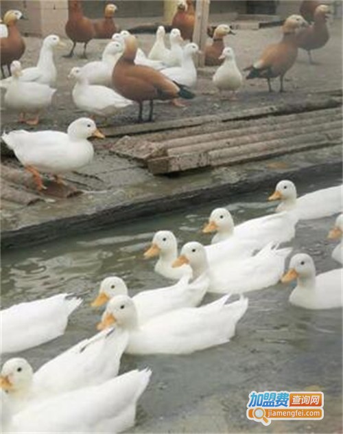 鸭子养殖加盟费