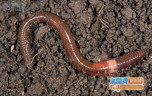 红蚯蚓养殖加盟费