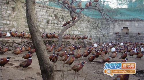 山鸡养殖加盟