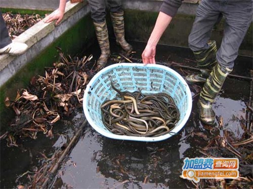 黄鳝养殖加盟