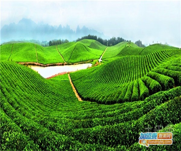 茶小知加盟