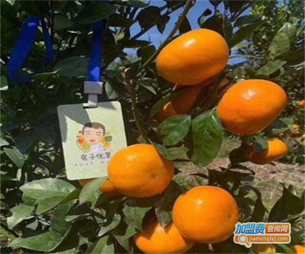 房子优果加盟费