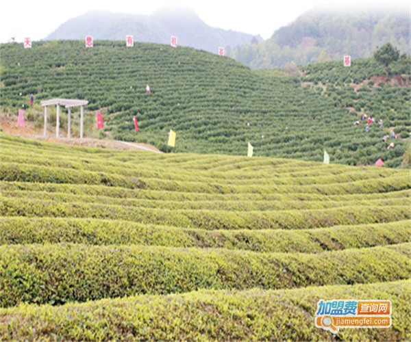 初乡茶饮料厂加盟费