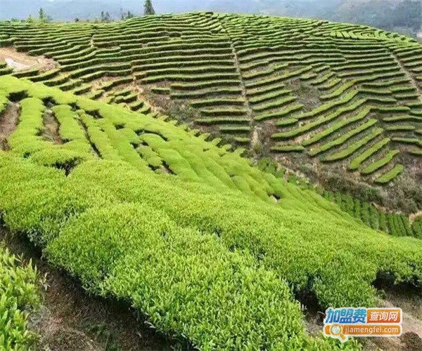 初乡茶饮料厂加盟费