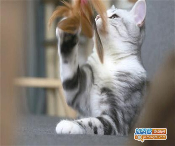 阿闻宠物加盟费