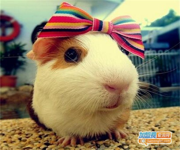 萌宝宠物用品加盟