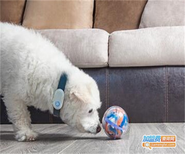 贝格宠物用品加盟费