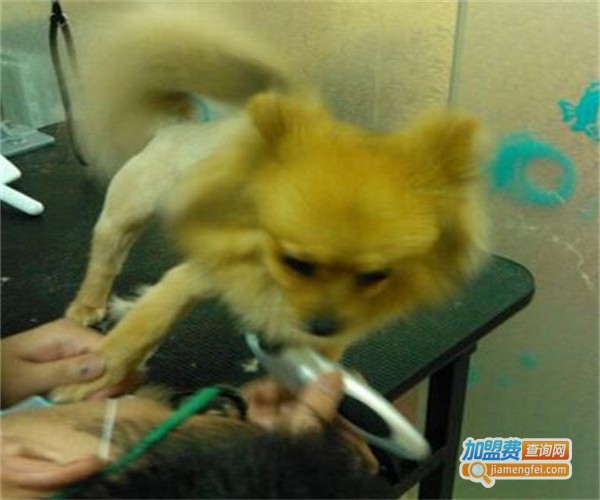 凯瑞宠物加盟费