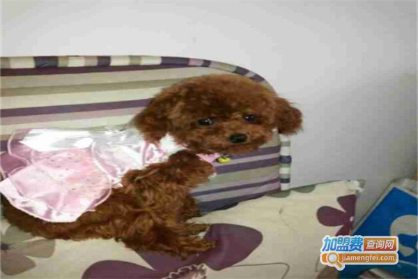 恋宠宠物用品加盟