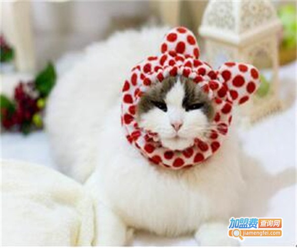 艾比宠物用品加盟