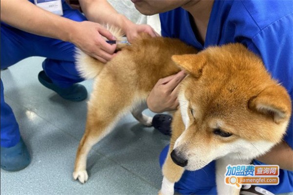 机灵鬼宠物医院加盟