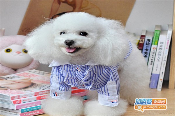 智达宠物用品加盟费