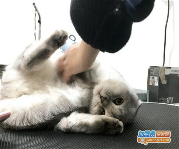 凯瑞宠物加盟费