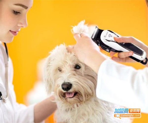 宠物护理加盟费