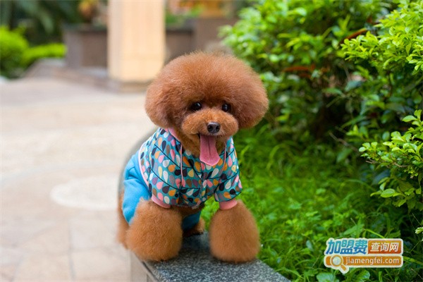 德丰宠物用品加盟费