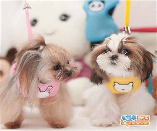 意牌宠物用品加盟费