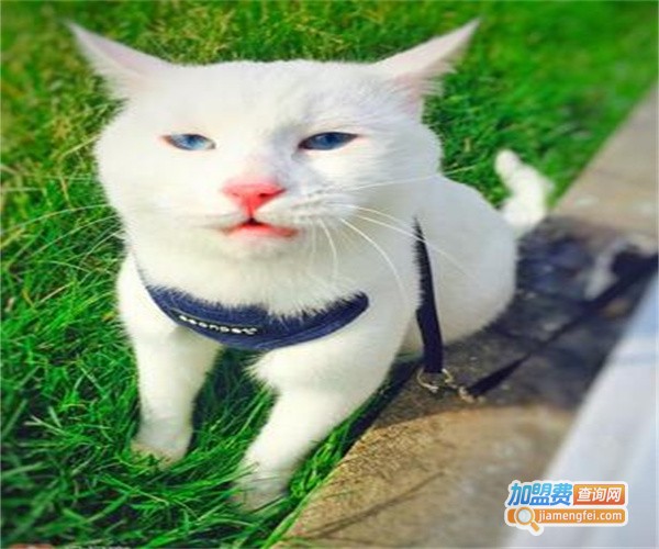 阿闻宠物加盟费