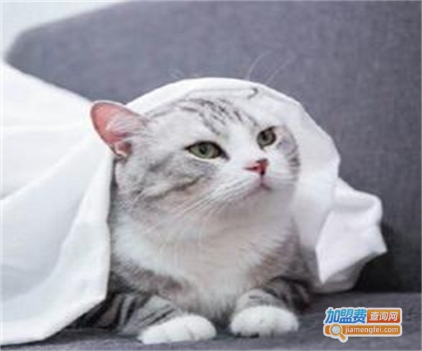 阿闻宠物加盟费