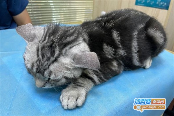 机灵鬼宠物医院加盟