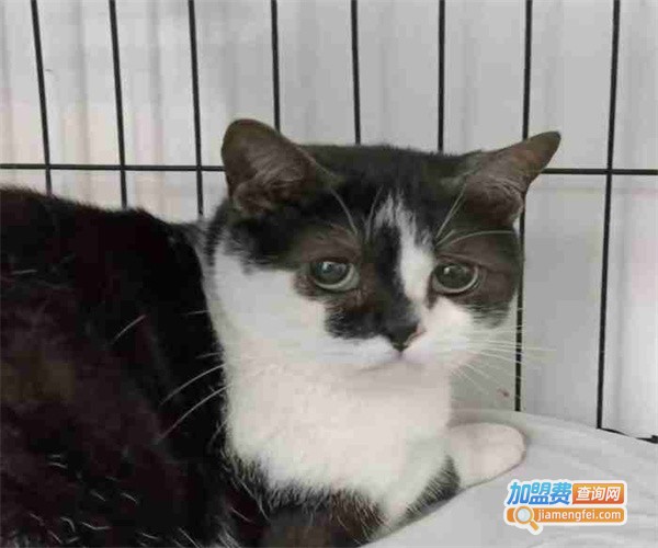 斯佩恩宠物加盟费