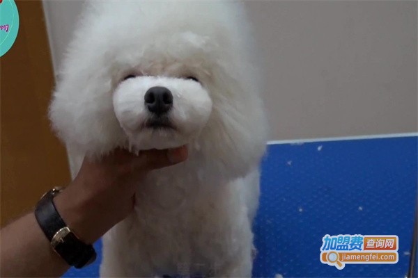 摩登宠物店加盟