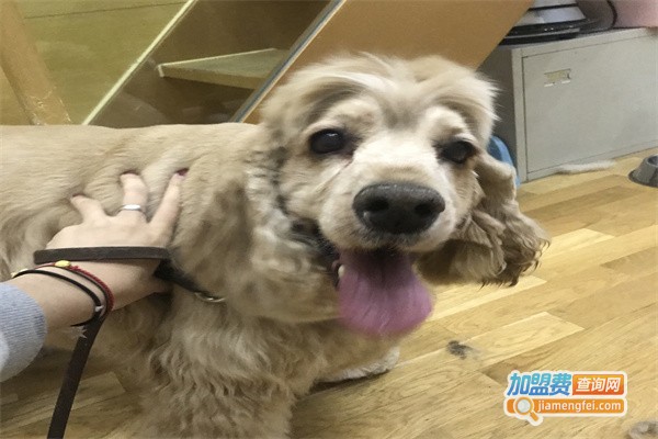 摩登宠物店加盟