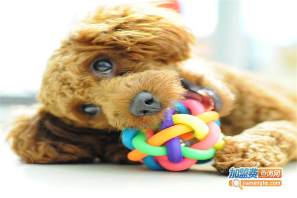 家乐宠物用品加盟